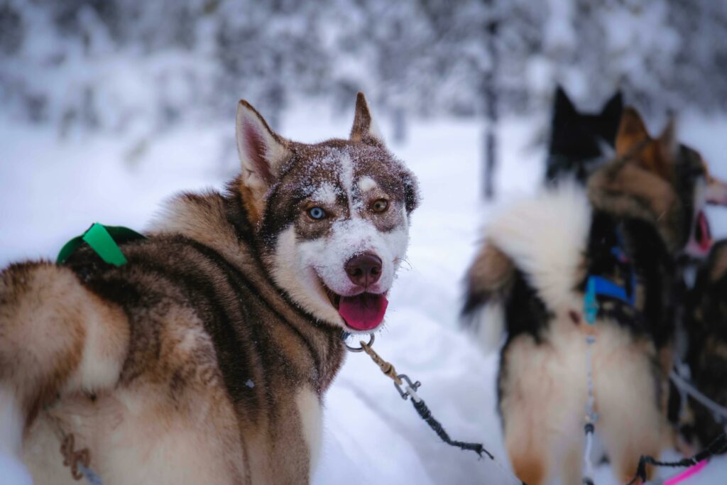 A sled dog husky with one blue eye and one brown eye looks back with a playful expression on its face. A group of other huskies are behind him facing the other way. There is snow on the ground and in the background on the trees indicating it is wintertime.